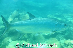 Tarpon on the inside reef at Lauderdale by the Sea by Michael Kovach 